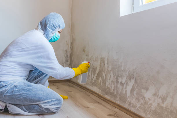 Licensed Mold Remediation service in Hurst, TX - WQB Mold Removal